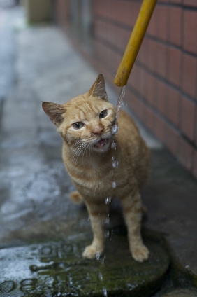 Cat pictures｜ちゃんと並べやー