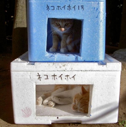 Cat pictures｜ネコホイホイ