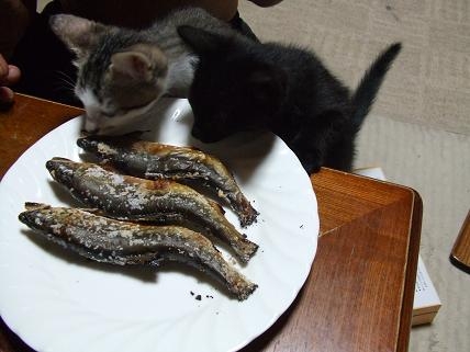 Cat pictures｜食べてもいいの？