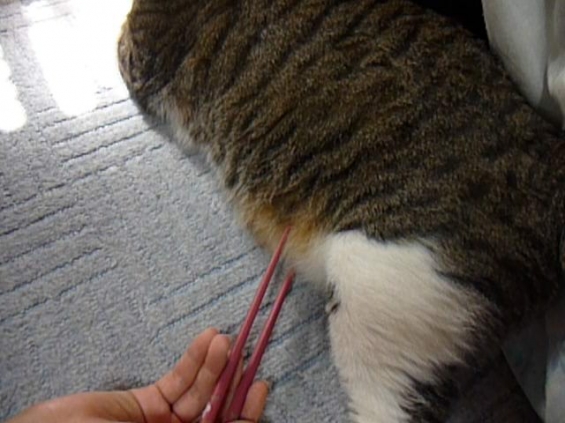 Cat pictures｜箸でつまめる腹