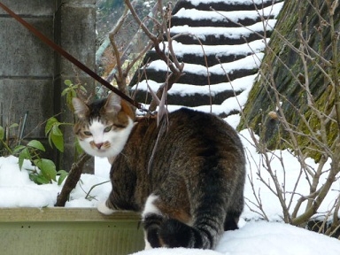 Cat pictures｜雪の中の散歩