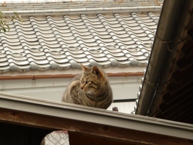 Cat pictures｜屋根の上