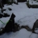 Cat pictures｜雪の中のお散歩、銀