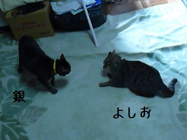 Cat pictures｜銀ＶＳよしお