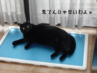 Cat pictures｜快適よ～