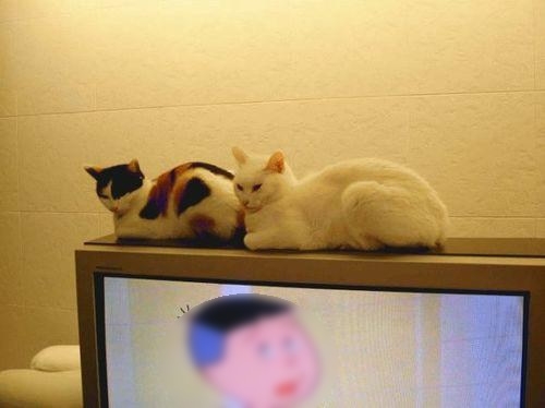 Cat pictures｜た○ちゃんに叱れた的（微修正アリ）