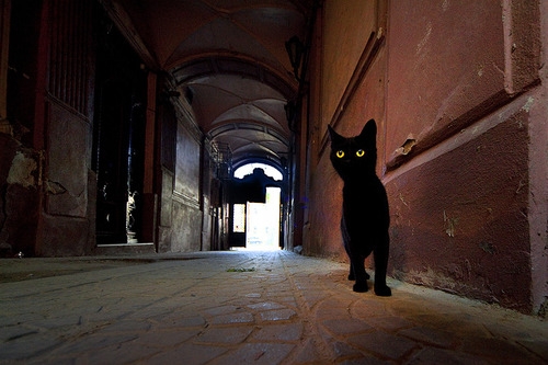 Cat pictures｜パトロール黒猫