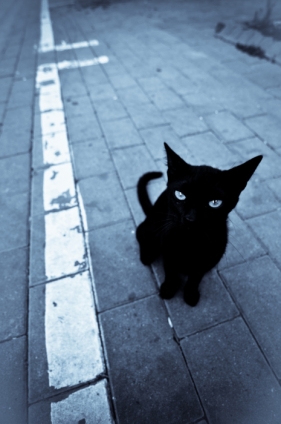 Cat pictures｜見上げる黒猫