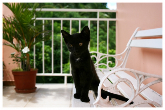 Cat pictures｜白ベンチの上の黒猫