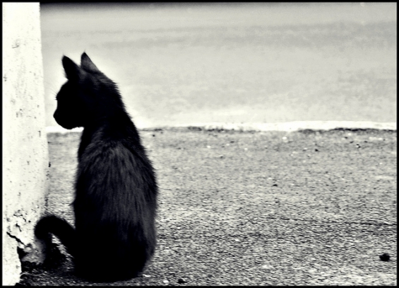 Cat pictures｜角の先を見つめる黒猫