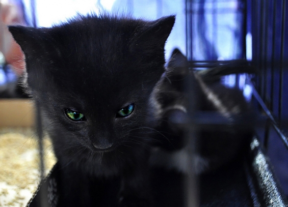 Cat pictures｜カゴの黒猫