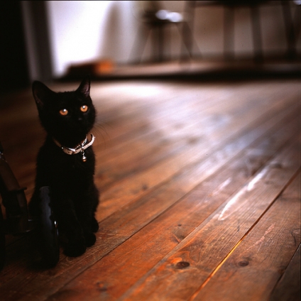 Cat pictures｜見守る黒猫
