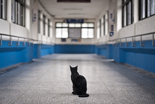 Cat pictures｜旅立ちの黒猫