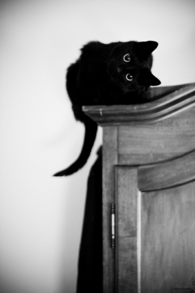 Cat pictures｜首をかしげる黒猫