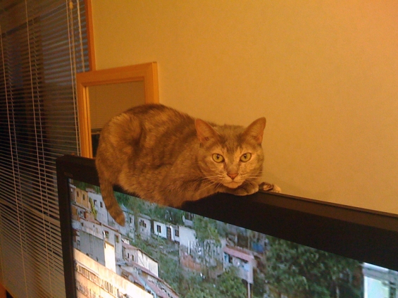 Cat pictures｜薄型TVは乗りづらい