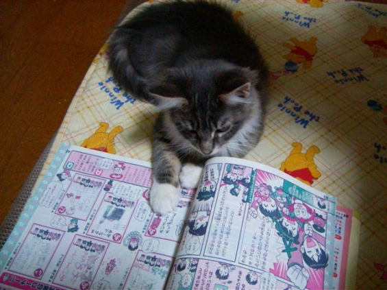 Cat pictures｜ぬこ勉強中