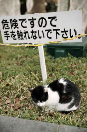 Cat pictures｜お触り危険