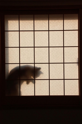 Cat pictures｜必殺仕事人