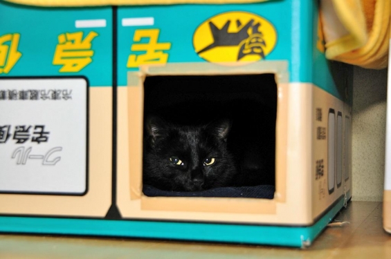 Cat pictures｜黒猫inクロネコ