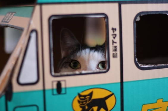 Cat pictures｜ヤマト運輸GJ☆