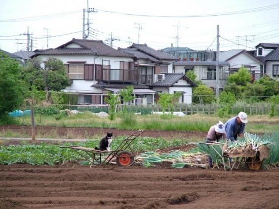 Cat pictures｜わっかスキ