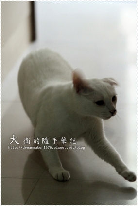 Cat pictures｜小白王子