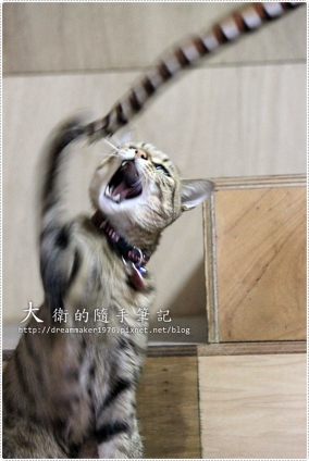 Cat pictures｜toro