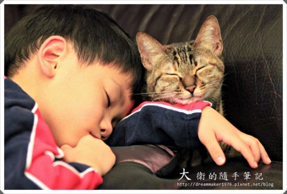 Cat pictures｜當我們睡在一起。