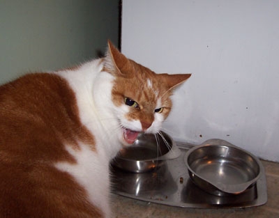 Cat pictures｜水っ！飯っ！
