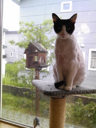 Cat pictures｜見張り台