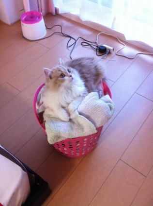Cat pictures｜洗濯物じゃにゃいよ、ベッドだもん