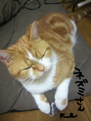 Cat pictures｜眠くても・・・