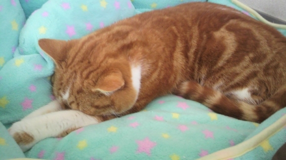 Cat pictures｜※寝ています。