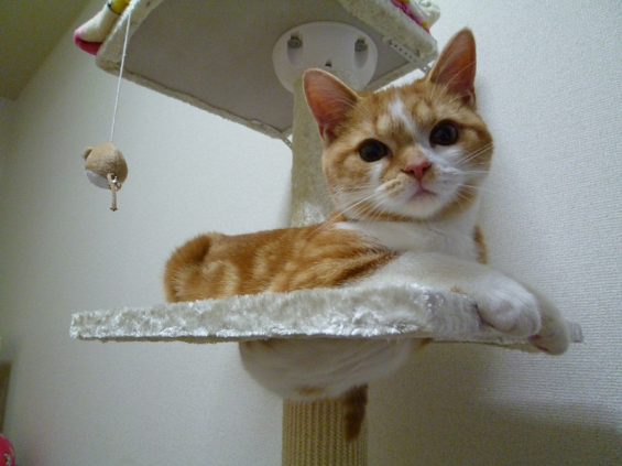 Cat pictures｜ハマった(´ω`＊)!!