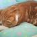 Cat pictures｜※寝ています。