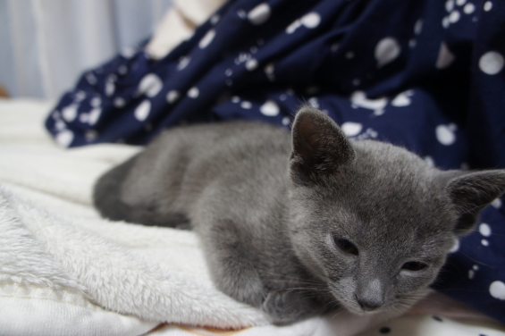 Cat pictures｜寝起き