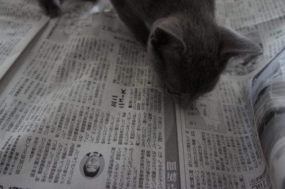 Cat pictures｜新聞でお勉強。ふむふむ。