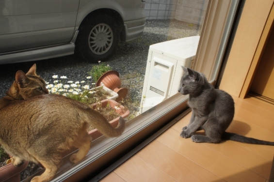 Cat pictures｜おともだち猫との出会い