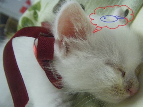 Cat pictures｜熟睡。