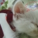 Cat pictures｜熟睡。