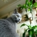 Cat pictures｜観葉植物とパリス