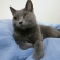 Cat pictures｜ブルーの毛布の上で