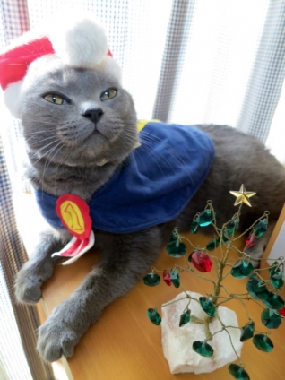 Cat pictures｜2016年クリスマス
