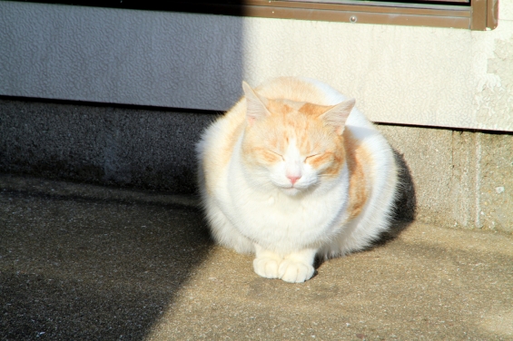 Cat pictures｜ひなたぼっこ