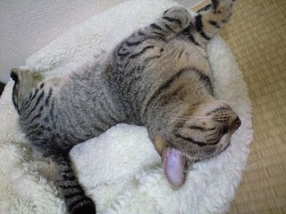 Cat pictures｜寝ててもゴキゲン！