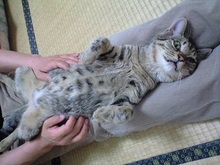 Cat pictures｜にゃんこの開き
