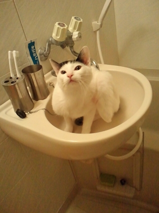 Cat pictures｜私も歯磨きしょうかな？
