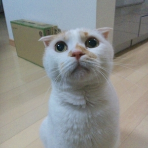 Cat pictures｜ぷるー