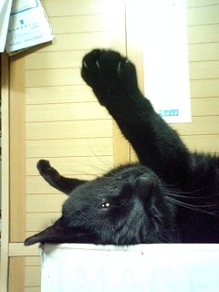 Cat pictures｜ん？だれ？？
