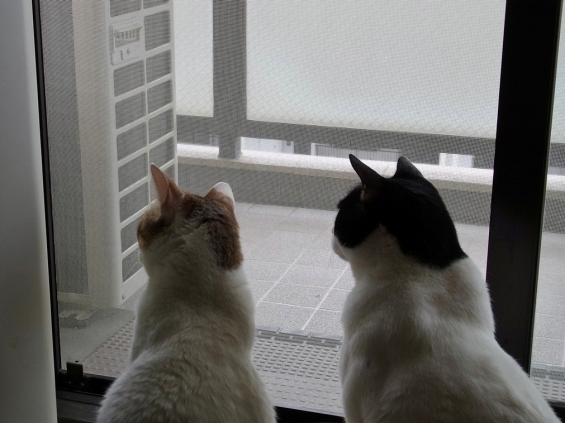 Cat pictures｜雨は鬱陶しいですニャぁ？